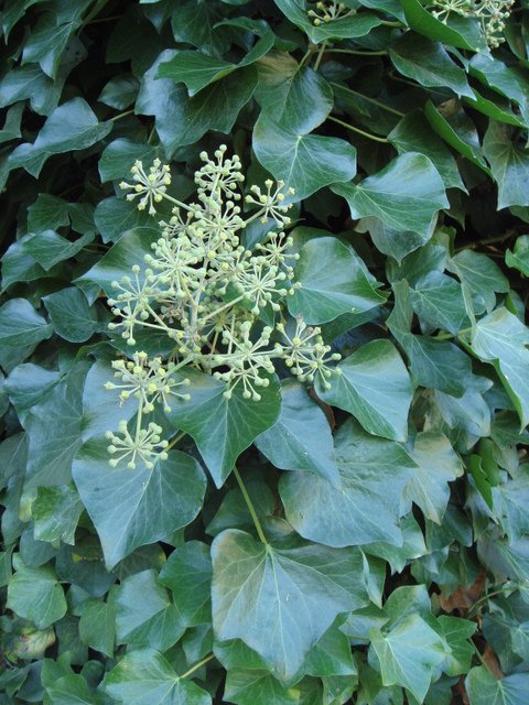 Hedera helix fleur